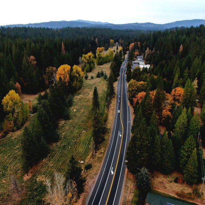 Road and Trees